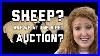 Sheep-Auction-01-zx